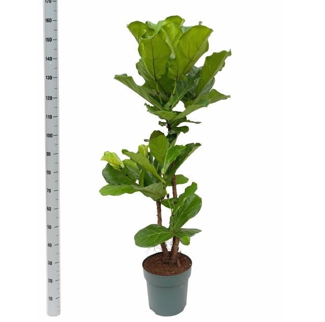 <h4>FICUS LYRATA</h4>