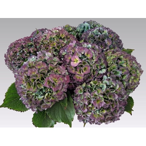 HYDR M ROY PARADE CL