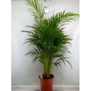 Dypsis lutescens   ...Chrysalidoca