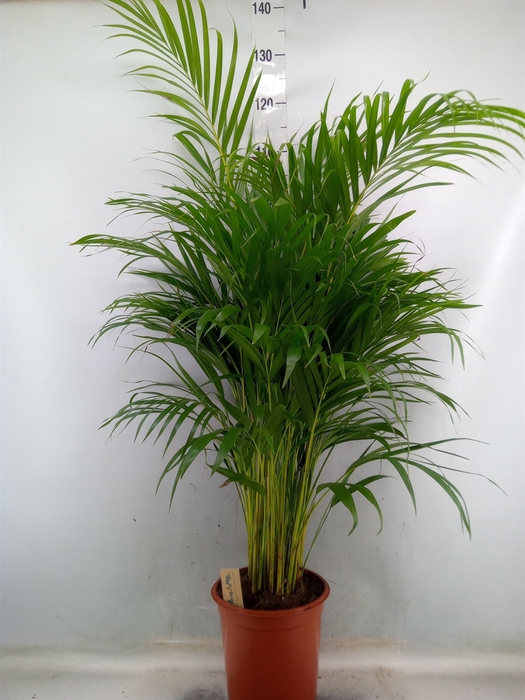 <h4>Dypsis lutescens   ...Chrysalidoca</h4>