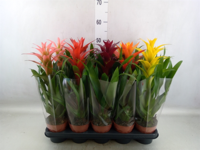 <h4>Guzmania   ...mix</h4>