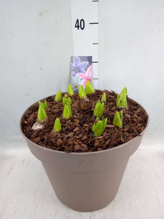 <h4>Hyacinthus orie. 'Pearl'  ...mix  3</h4>