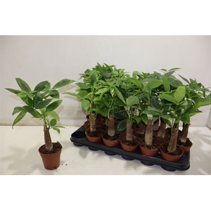 Pachira Aquatica