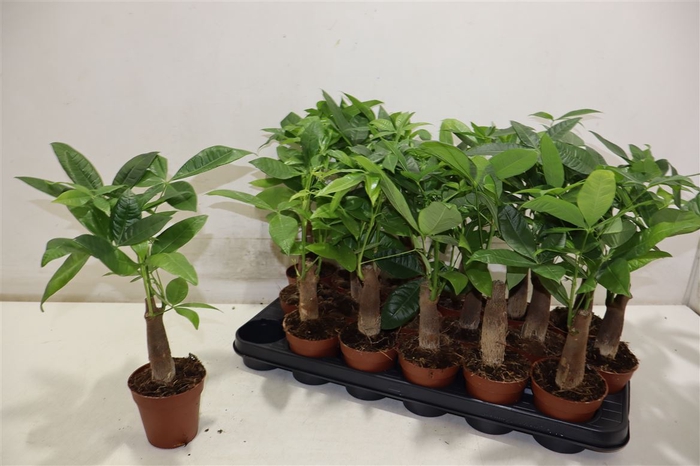 <h4>Pachira Aquatica</h4>