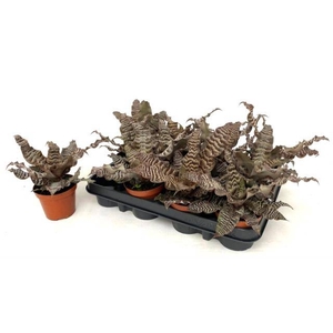CRYPTAN ZONATUS