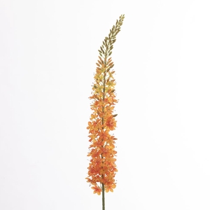 Af Eremurus L129cm Orange