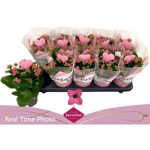 KAL EN BEL ROSA PINK