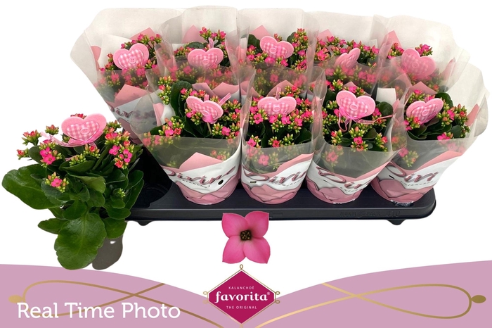 <h4>KAL EN BEL ROSA PINK</h4>