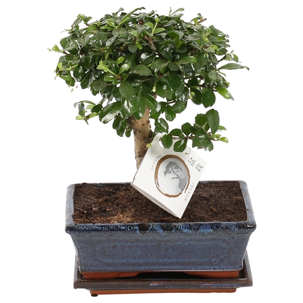 <h4>Bonsai 'Carmona macr.' in ø20cm Ceramic Ball Shape with Saucer</h4>