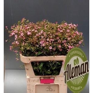 SAPONARIA OV