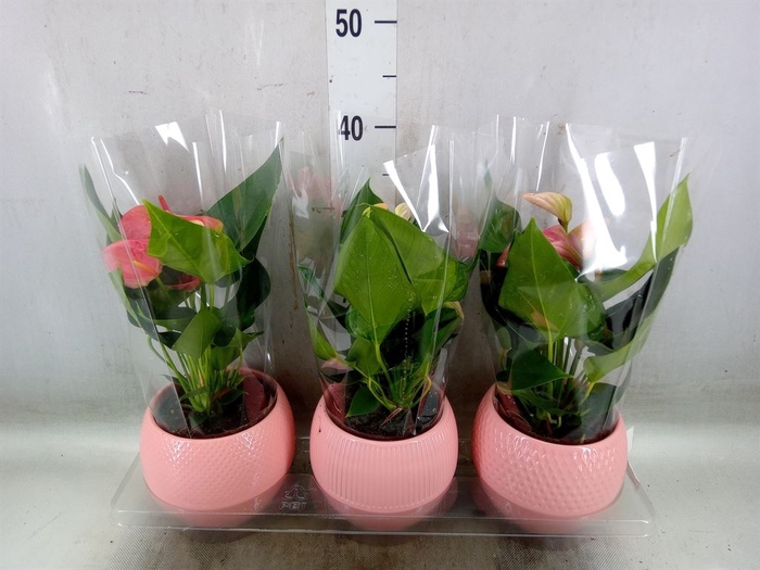 <h4>Anthurium   ...mix</h4>