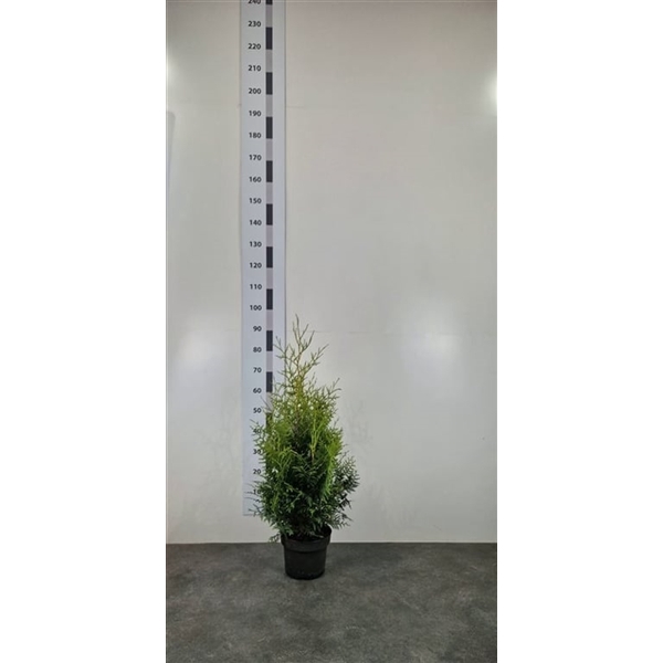 <h4>Thuja occ. 'Brabant'</h4>