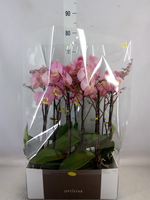 <h4>Phalaenopsis  'Ant Padova'</h4>