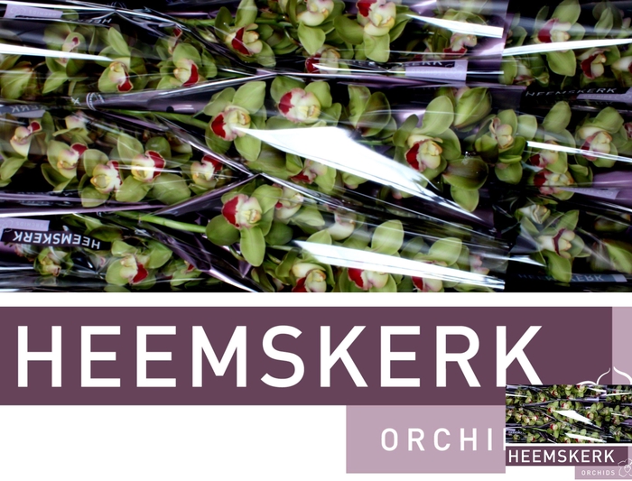 <h4>CYMB T TOP SPOT</h4>