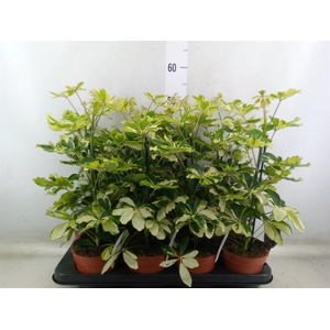 Schefflera arbor. 'Charlotte'