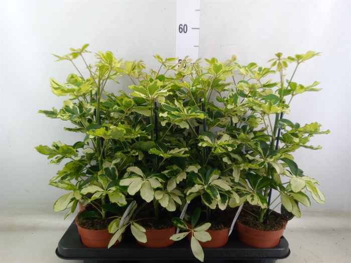 <h4>Schefflera arbor. 'Charlotte'</h4>