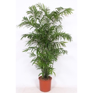 Chamaedorea seifrizii