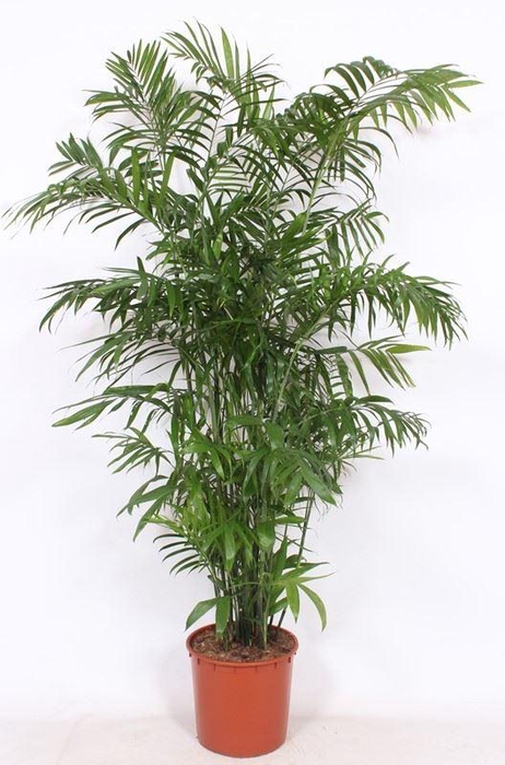 <h4>Chamaedorea seifrizii</h4>