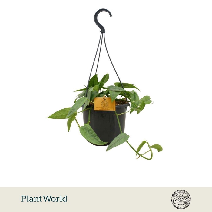 <h4>Epipremnum Cebu blue 15cm HP</h4>