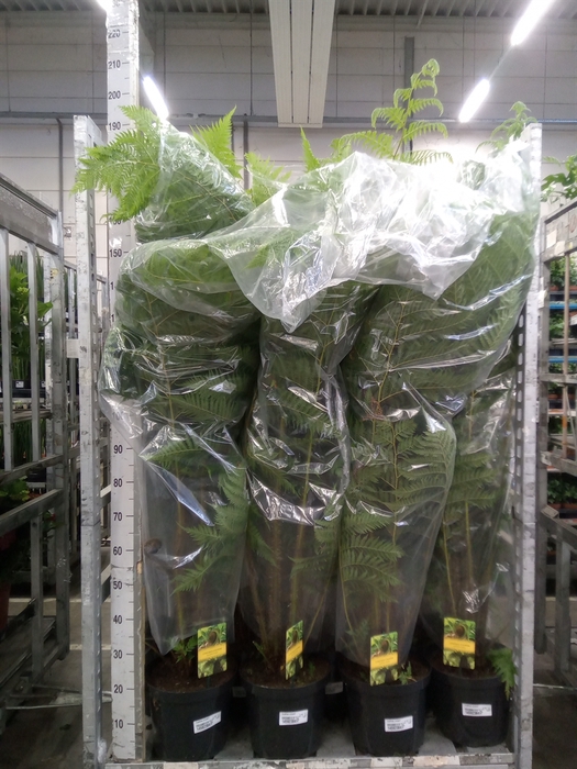 <h4>Cyathea cooperi</h4>