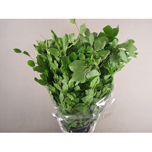 Beuk Groen Bs