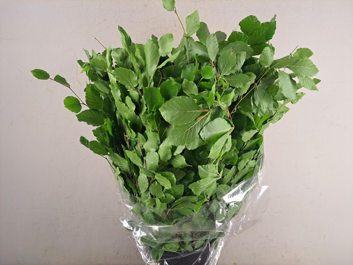 <h4>Beuk Groen Bs</h4>
