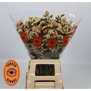 LIM S SIN HO APRICOT