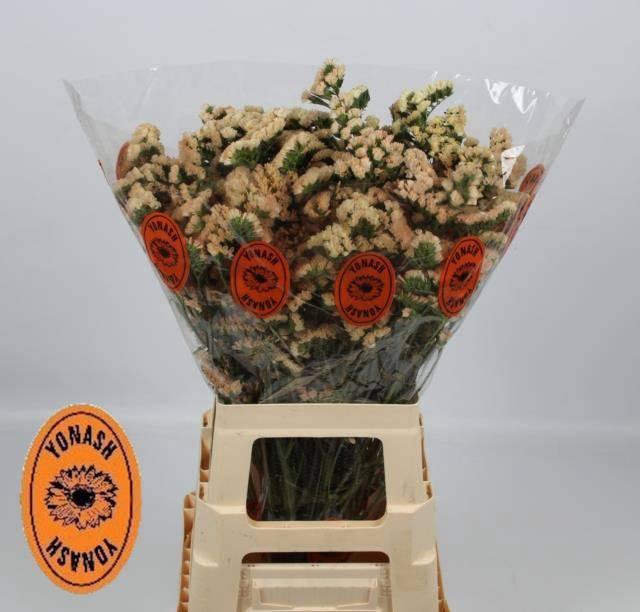 <h4>LIM S SIN HO APRICOT</h4>