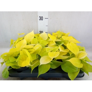 Philodendron scand. 'Lemon Lime'