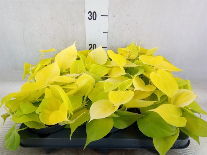 <h4>Philodendron scand. 'Lemon Lime'</h4>