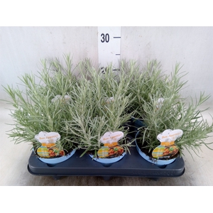 Helichrysum italicum