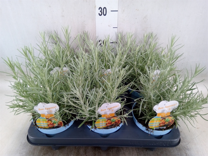 <h4>Helichrysum italicum</h4>