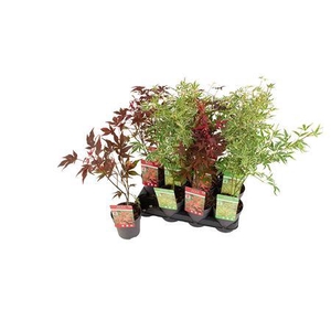 Acer Palmatum