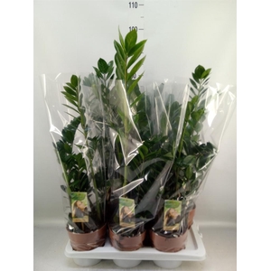 Zamioculcas zamiifolia