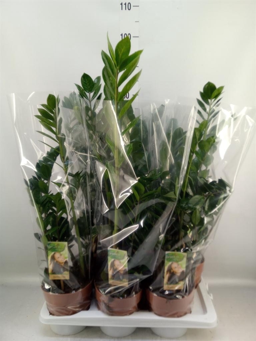 <h4>Zamioculcas zamiifolia</h4>