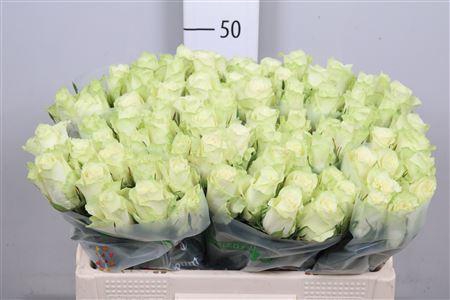 <h4>R Gr Athena</h4>