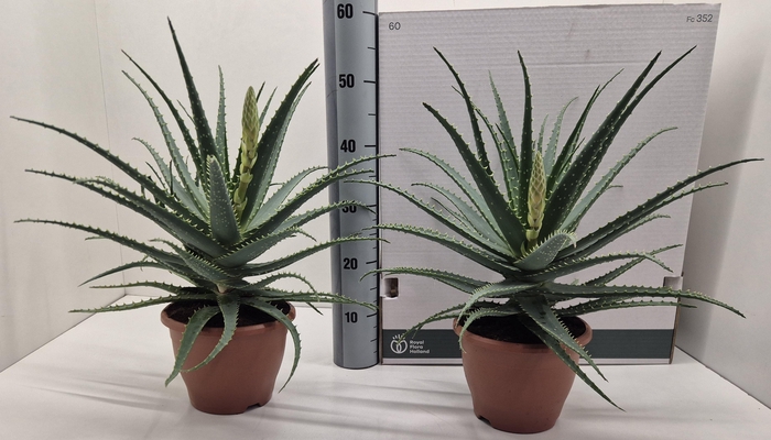 <h4>ALOE ARBORESCENS</h4>