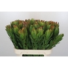 Leucadendron Goldstrike