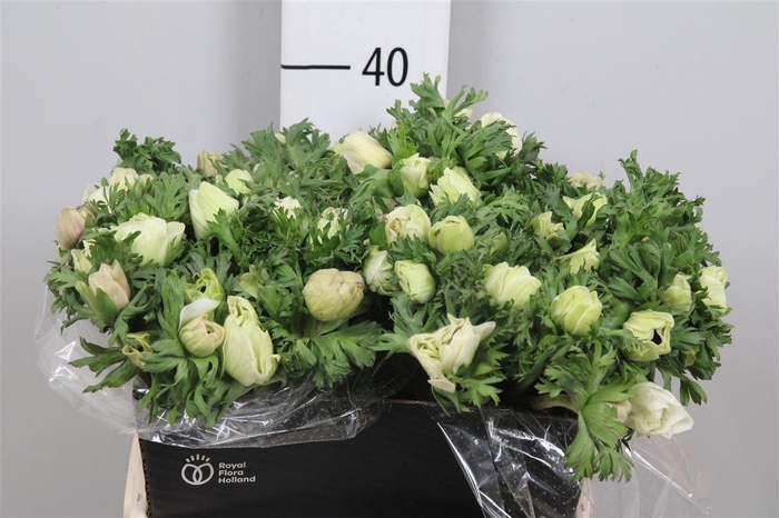 <h4>Anem Co Mar Panda</h4>