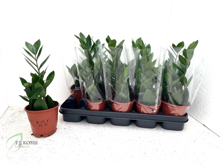 <h4>ZAMIO ZAMIIFOLIA</h4>