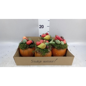 Cucurbita