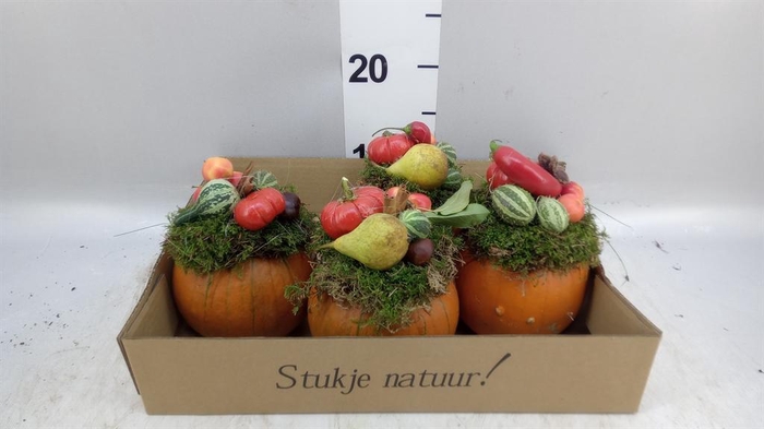 <h4>Cucurbita</h4>