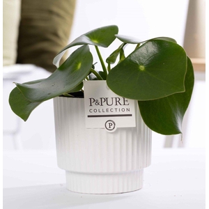 Peperomia Raindrop in P&PURE Ivy ceramics shiny white