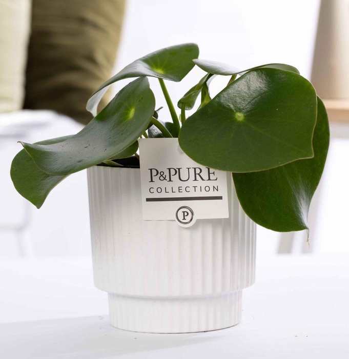 <h4>Peperomia Raindrop in P&PURE Ivy ceramics shiny white</h4>