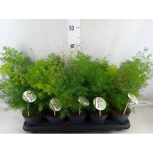 Asparagus umbellatus