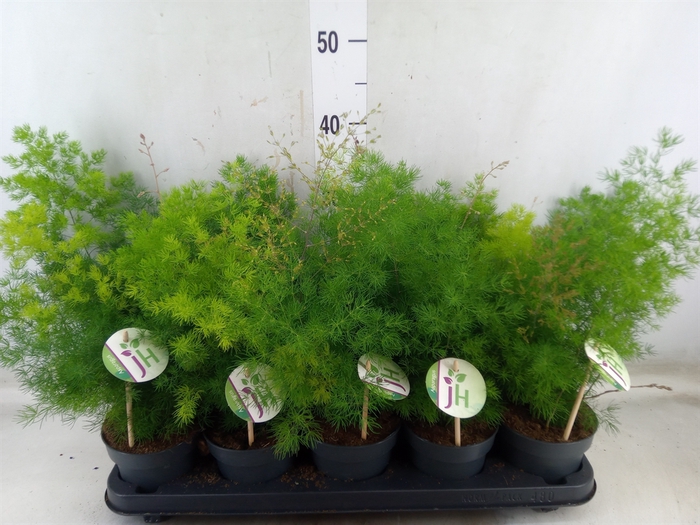 <h4>Asparagus umbellatus</h4>