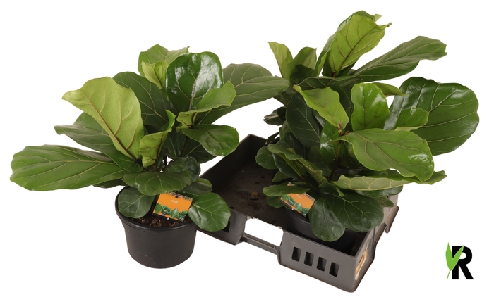 <h4>FICUS LYRATA</h4>