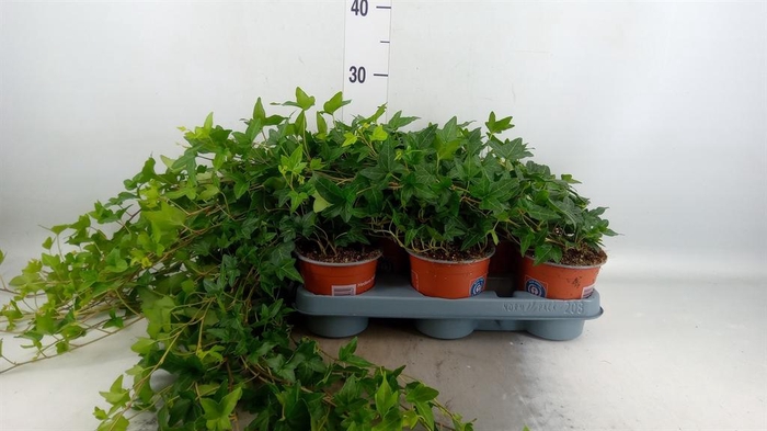 <h4>Hedera helix 'Shamrock'</h4>