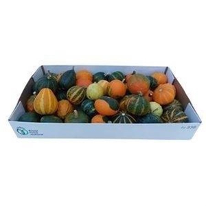 Sier Cuc P Pepo Mix X60
