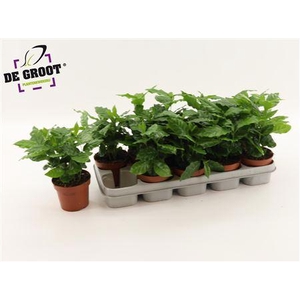 Coffea Arabica